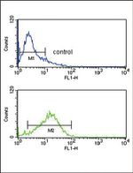 IRF8 Antibody in Flow Cytometry (Flow)