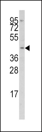 IRF8 Antibody in Western Blot (WB)