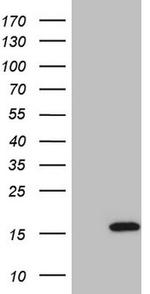 ISG15 Antibody in Western Blot (WB)