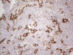 ITGAM Antibody in Immunohistochemistry (Paraffin) (IHC (P))