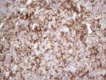 ITGAM Antibody in Immunohistochemistry (Paraffin) (IHC (P))