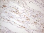 ITGAM Antibody in Immunohistochemistry (Paraffin) (IHC (P))