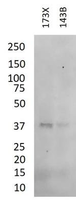 IkB alpha Antibody in Western Blot (WB)