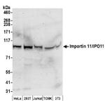 Importin 11/IPO11 Antibody in Western Blot (WB)