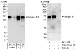 Integrin Beta 1 Antibody in Western Blot (WB)