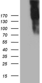 JAG1 Antibody in Western Blot (WB)