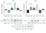 PADI2 Antibody in Western Blot (WB)