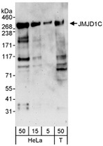 JMJD1C Antibody in Western Blot (WB)