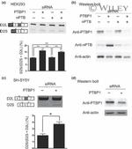 PTBP1 Antibody in Western Blot (WB)