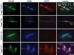 CD73 Antibody in Immunocytochemistry (ICC/IF)