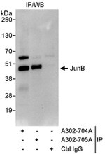 JunB Antibody in Immunoprecipitation (IP)