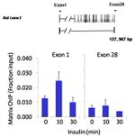 JunD Antibody in ChIP Assay (ChIP)