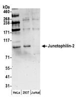 Junctophilin-2 Antibody in Western Blot (WB)