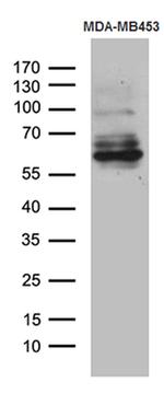 KAL1 Antibody in Western Blot (WB)