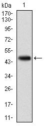 KCNQ1 Antibody in Western Blot (WB)