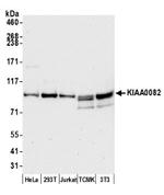 KIAA0082 Antibody in Western Blot (WB)