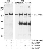 KIAA0082 Antibody in Western Blot (WB)