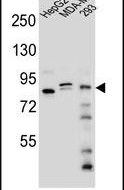 KIAA1310 Antibody in Western Blot (WB)