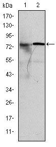 KID Antibody in Western Blot (WB)