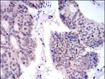 KID Antibody in Immunohistochemistry (Paraffin) (IHC (P))