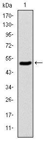 KID Antibody in Western Blot (WB)