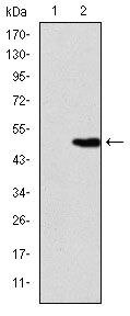 KID Antibody in Western Blot (WB)