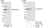 KIF22/KID Antibody in Western Blot (WB)