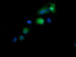 KIF25 Antibody in Immunocytochemistry (ICC/IF)