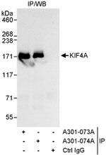 KIF4A Antibody in Immunoprecipitation (IP)