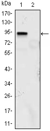 KLF4 Antibody in Western Blot (WB)