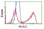 KLHL2 Antibody in Flow Cytometry (Flow)