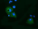 KLHL2 Antibody in Immunocytochemistry (ICC/IF)