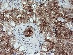 KLK8 Antibody in Immunohistochemistry (Paraffin) (IHC (P))