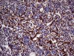 KLRB1 Antibody in Immunohistochemistry (Paraffin) (IHC (P))