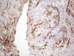 KRT19 Antibody in Immunohistochemistry (Paraffin) (IHC (P))