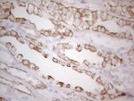 KRT19 Antibody in Immunohistochemistry (Paraffin) (IHC (P))