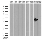 KRT19 Antibody in Western Blot (WB)