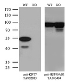 KRT7 Antibody in Western Blot (WB)