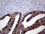 KRT8 Antibody in Immunohistochemistry (Paraffin) (IHC (P))