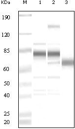 KSHV ORF8 Antibody in Western Blot (WB)