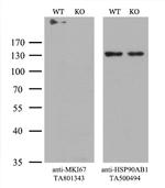 Ki67 Antibody in Western Blot (WB)