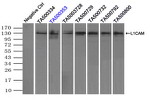 L1CAM Antibody in Immunoprecipitation (IP)