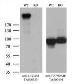 L1CAM Antibody