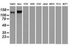 L1CAM Antibody in Western Blot (WB)