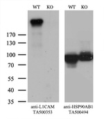 L1CAM Antibody in Western Blot (WB)