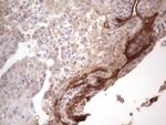 LAMA4 Antibody in Immunohistochemistry (Paraffin) (IHC (P))