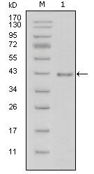 Laminin beta-1 Antibody in Western Blot (WB)