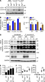 CD107a (LAMP-1) Antibody in Western Blot (WB)