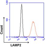 LAMP2 Antibody in Flow Cytometry (Flow)