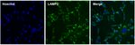 LAMP2 Antibody in Immunocytochemistry (ICC/IF)